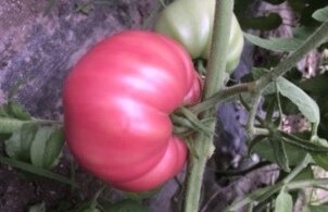 Prudens Purple Heirloom Tomato