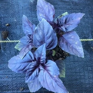 red rubin basil 2.JPG