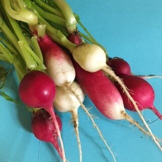 Not So Ugly Radishes