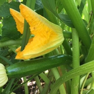 Medium and Small Dark Star Zucchini