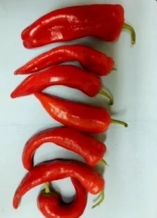 red now carmen toms.JPG