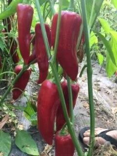 red cornos on vine.JPG