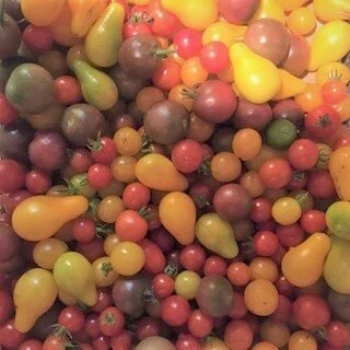 mixed  cherry toms 081920.JPG