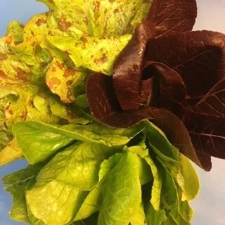 Lettuce Trio 082020.JPG