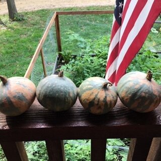 Winter Maxima Squash js 4069.JPG