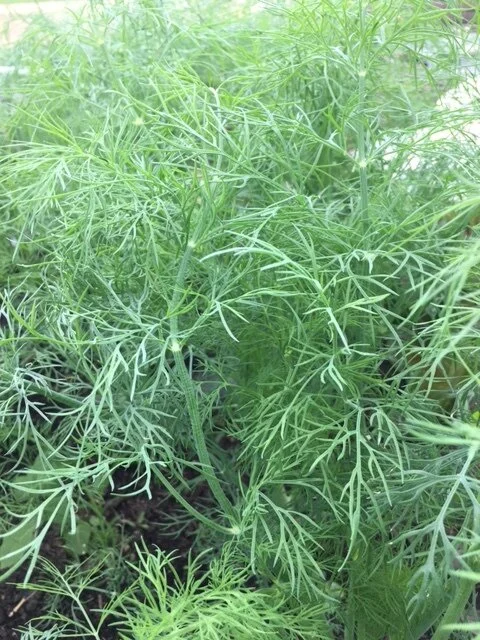 IMG_3200-Dill2.JPG
