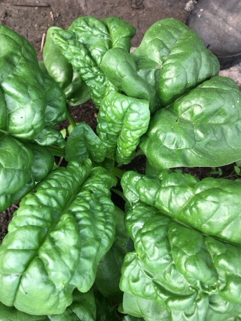 Abundant Bllomsdale Spinach.JPG
