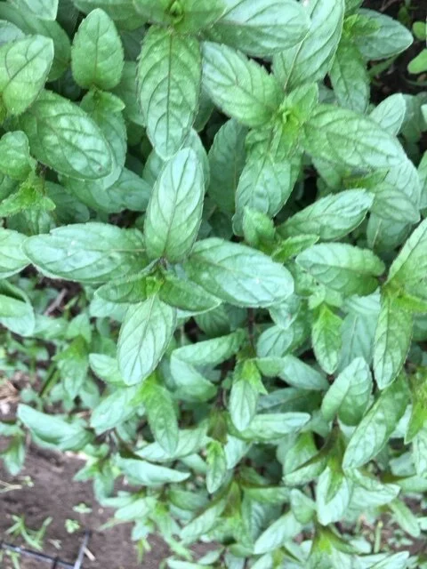 Mint1.JPG
