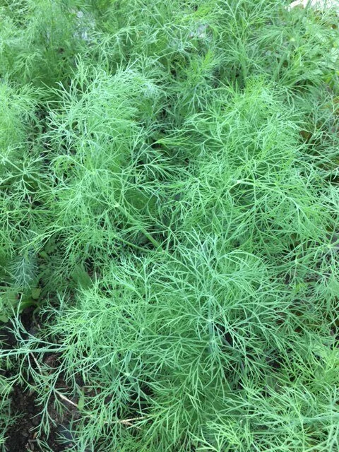 Fresh Dill
