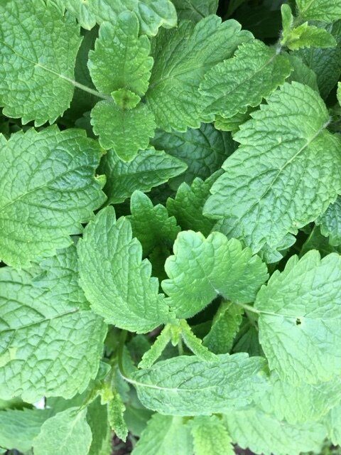 Lemon Balm