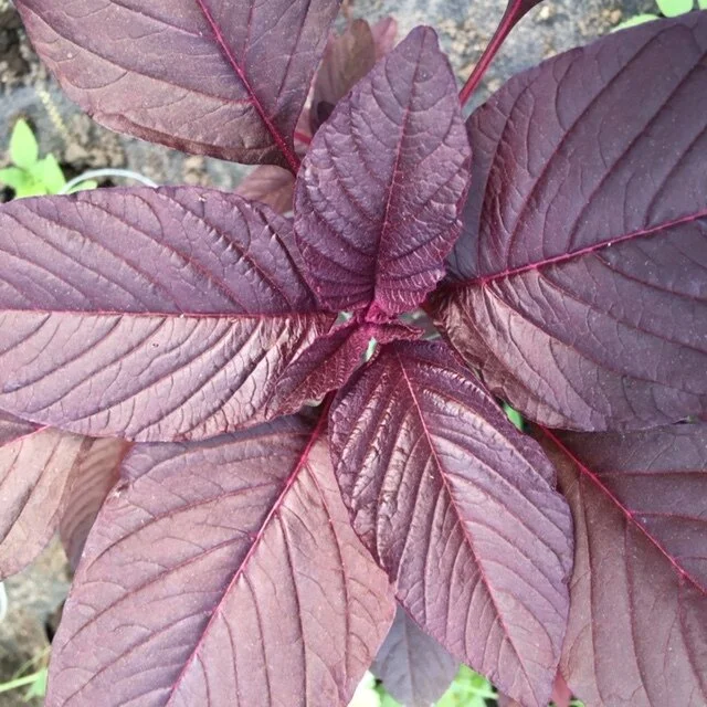 Amaranth 052621.JPG