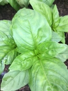 Basil 052421.JPG