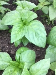 Basil Group 052421.JPG