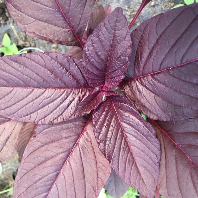Amaranth