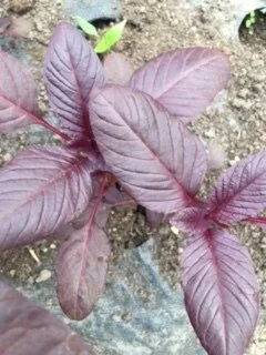 amaranth1.JPG