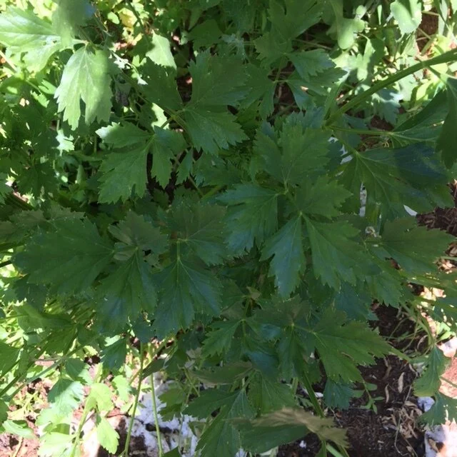 Parsley 061121.JPG