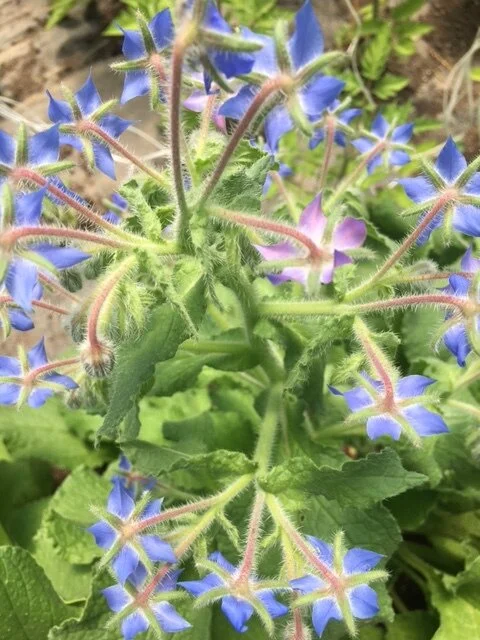 Borage
