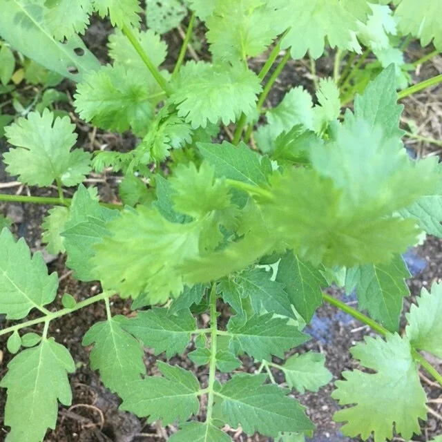 Baby Cilantro 1.JPG