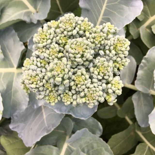 DeCicco Broccoli