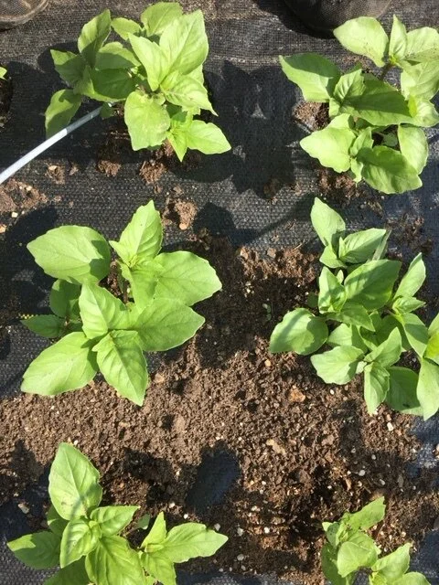 Cinn Basil 1 group 070221.JPG