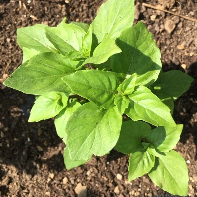 Cinnamon Basil