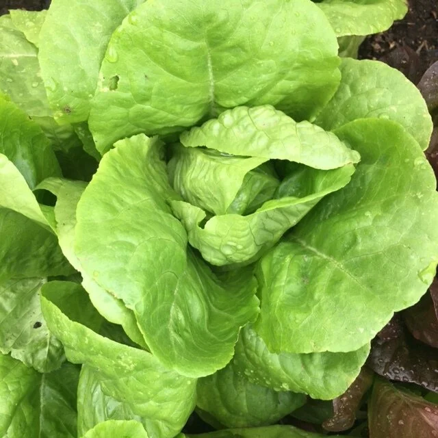 Butter Crunch Lettuce