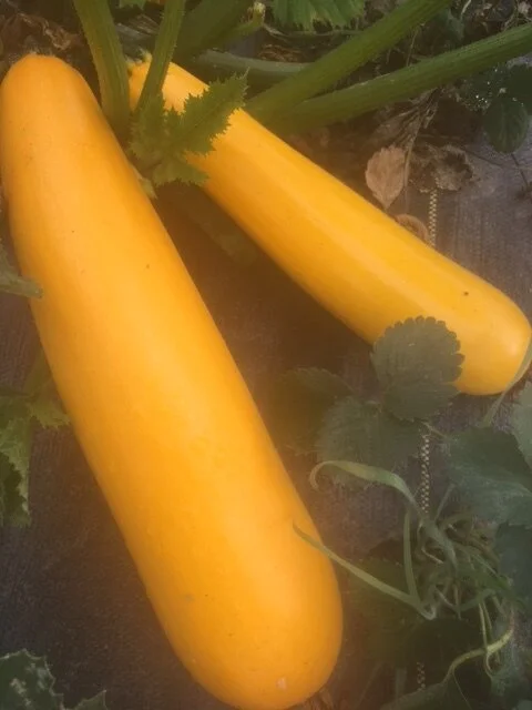 Yellow Finn Zucchini