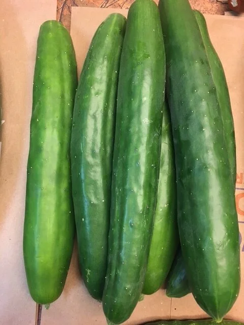 Soarer Cucumber