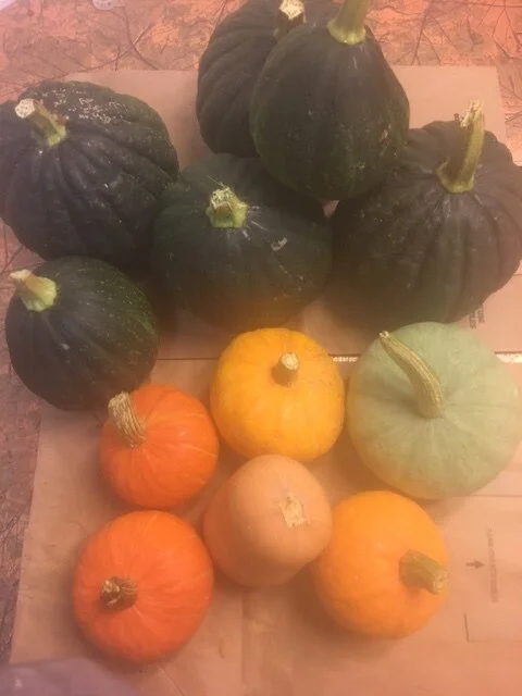 winter squash varieties 100421.JPG