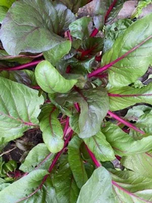 Bright Lights Swiss Chard