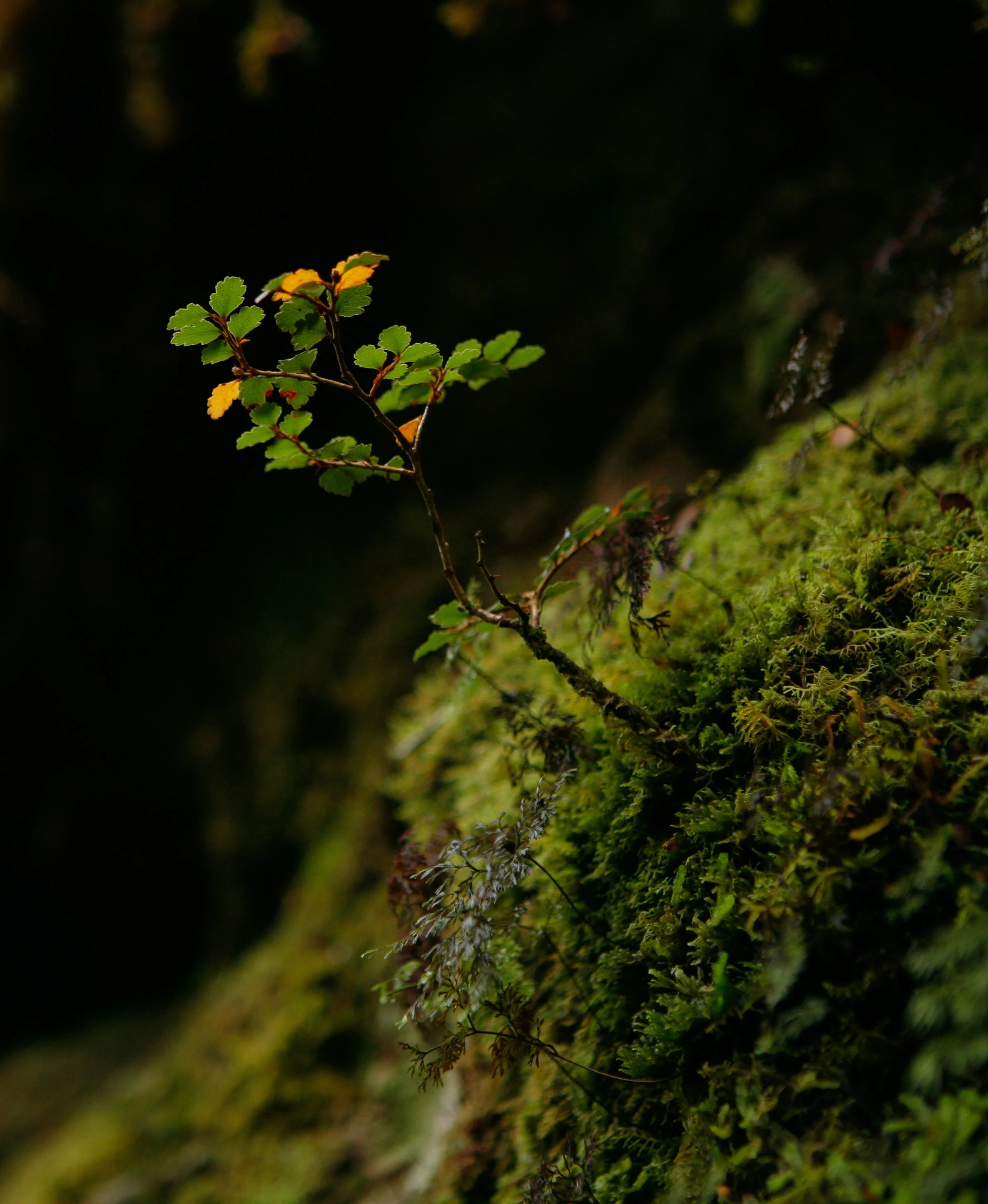 _MG_5075.jpg