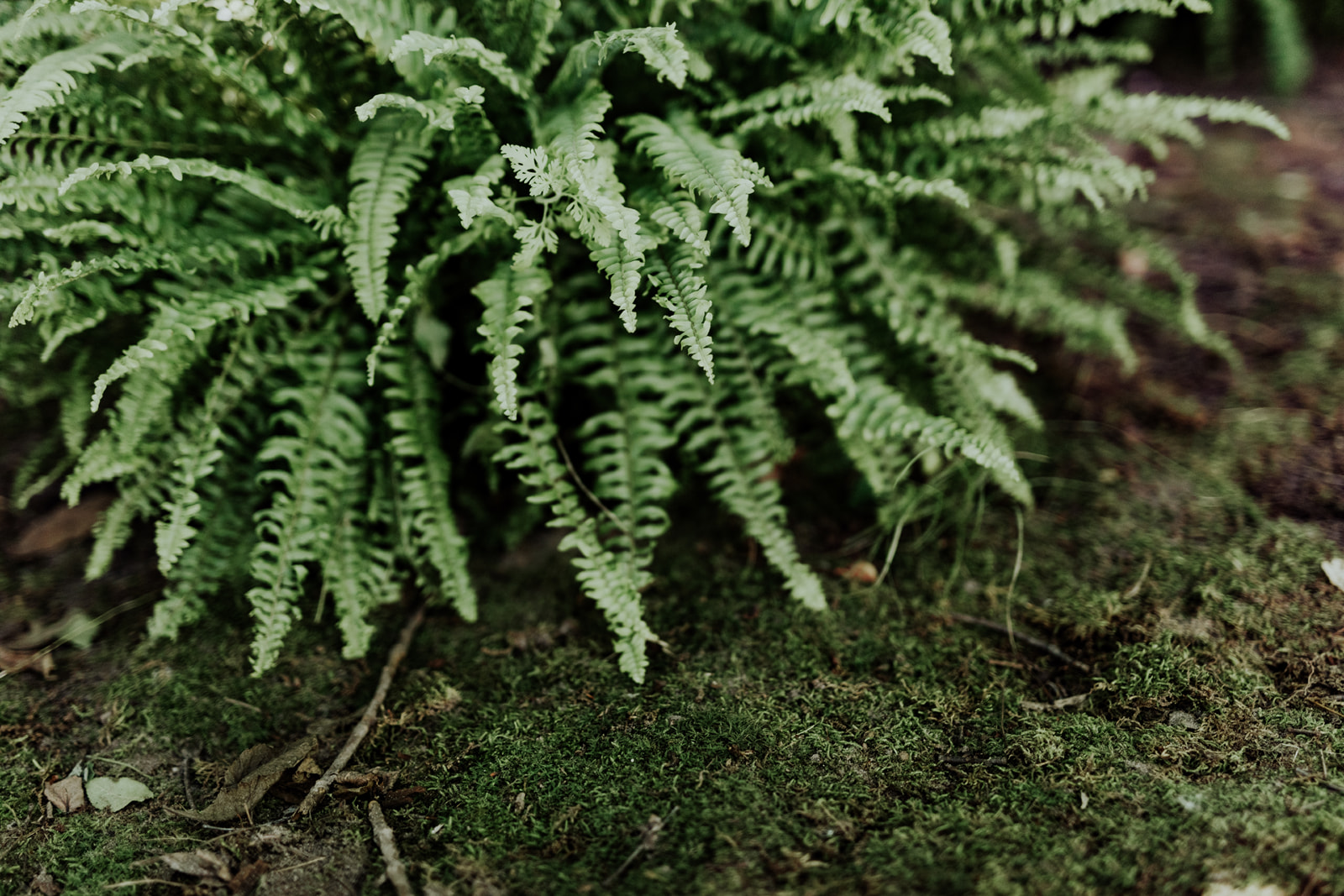 Woodland Fern