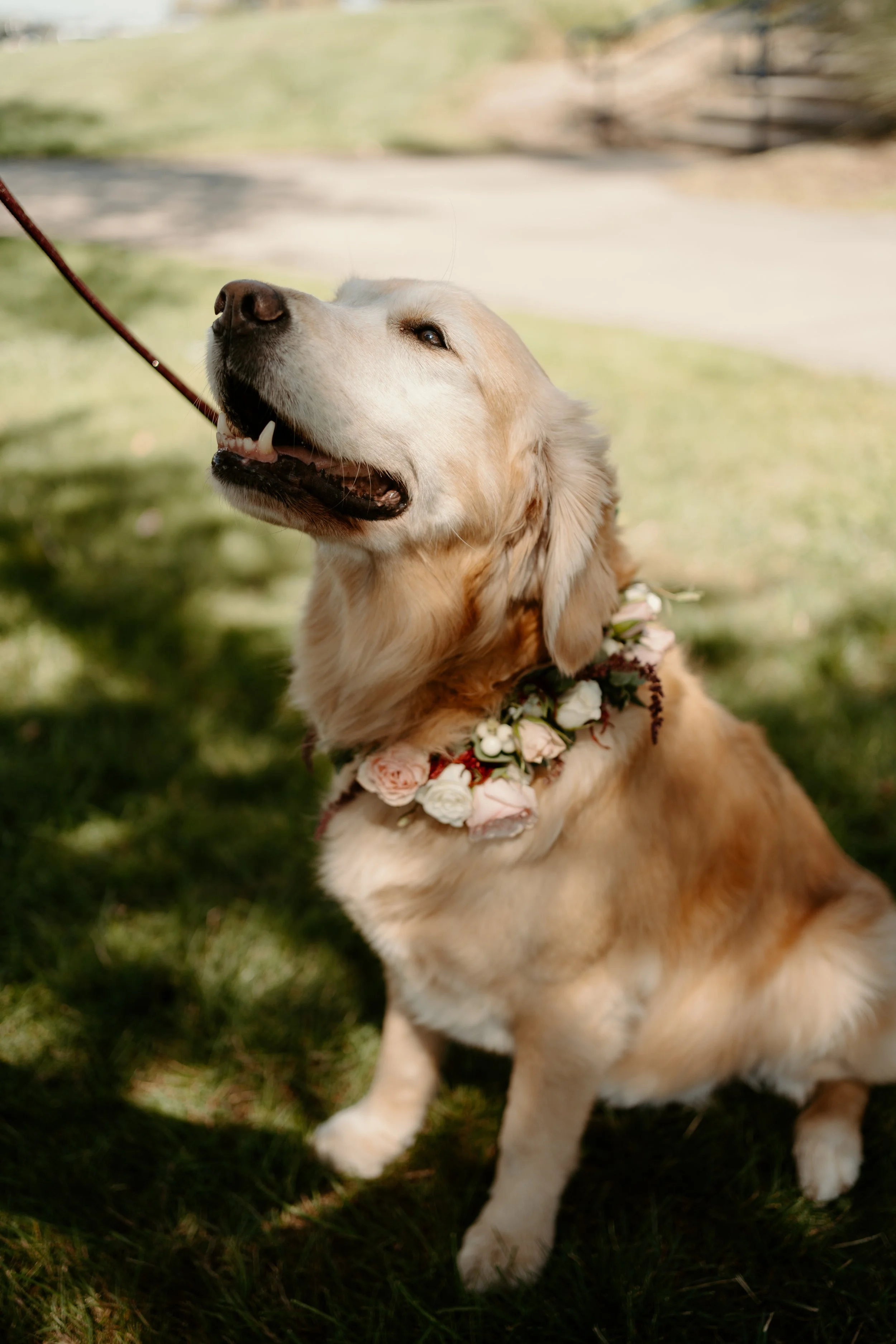 Flower dog collar by WS Floral.jpg