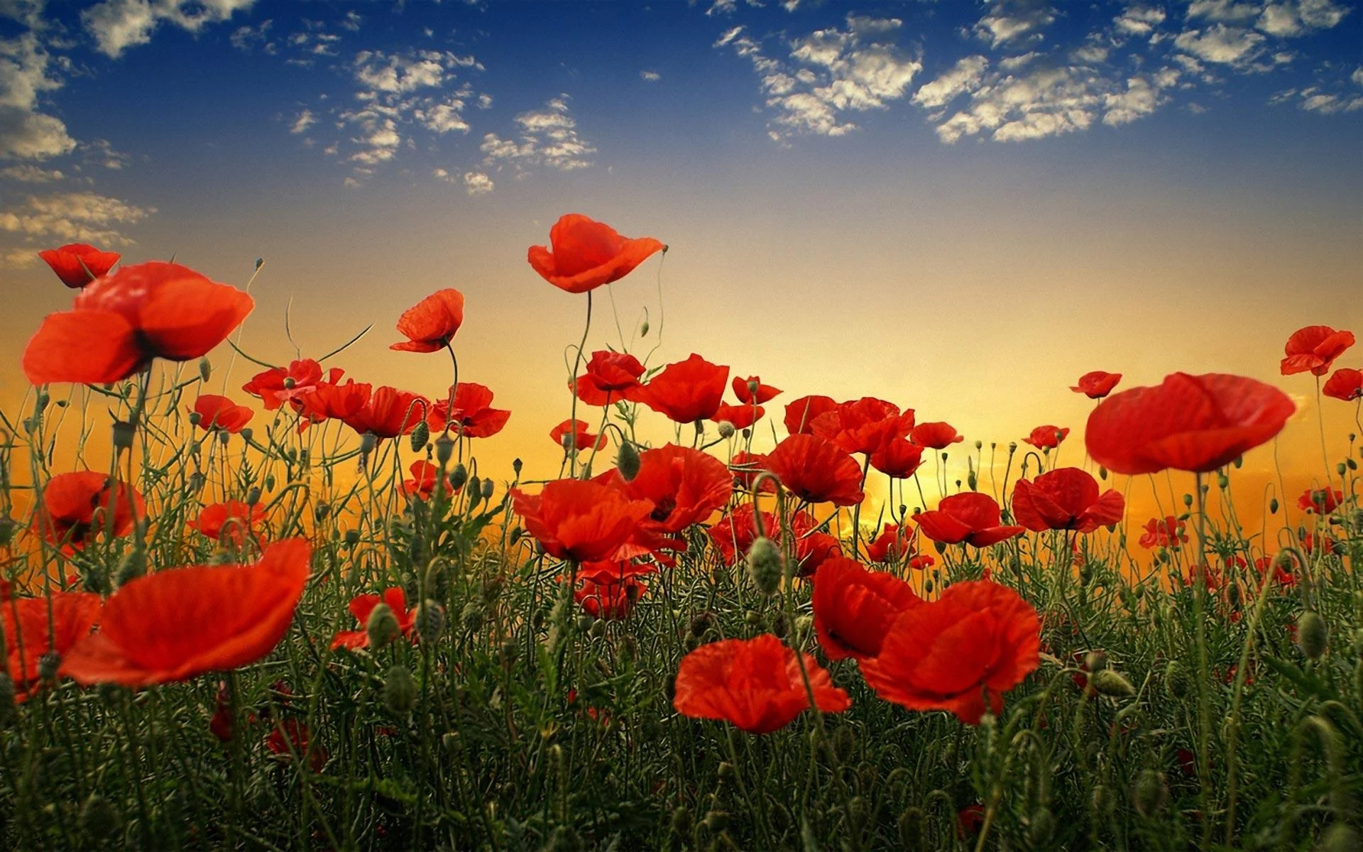 Remembrance Day Service