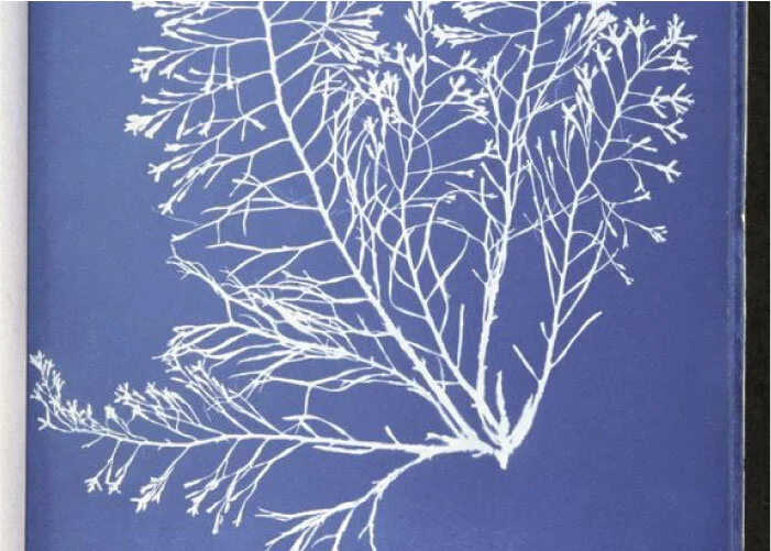 USING NEW YORK PUBLIC LIBRARY IMAGES IN YOUR PATTERN