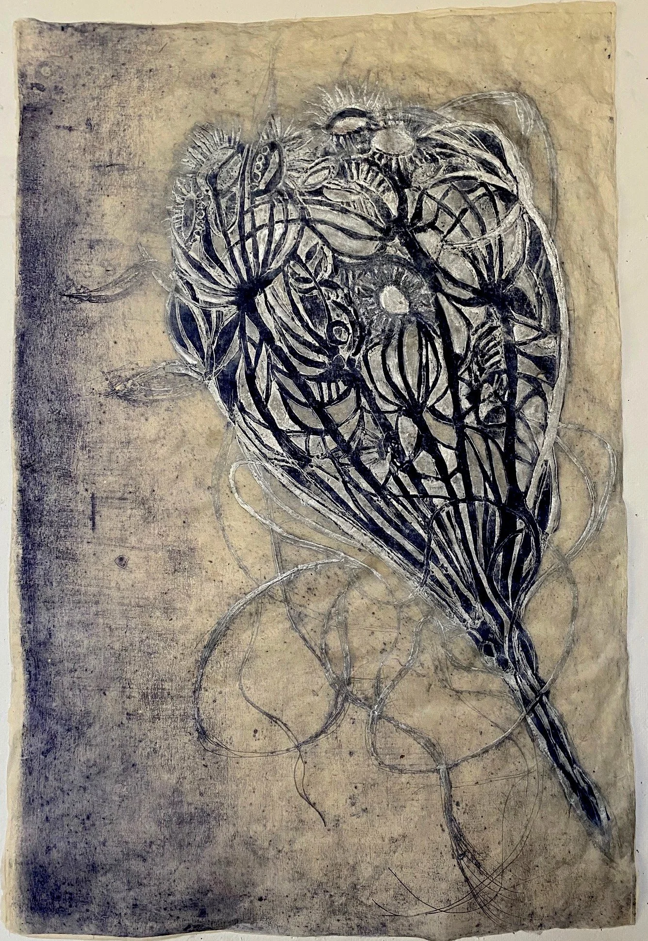 Wild Carrot10.jpg