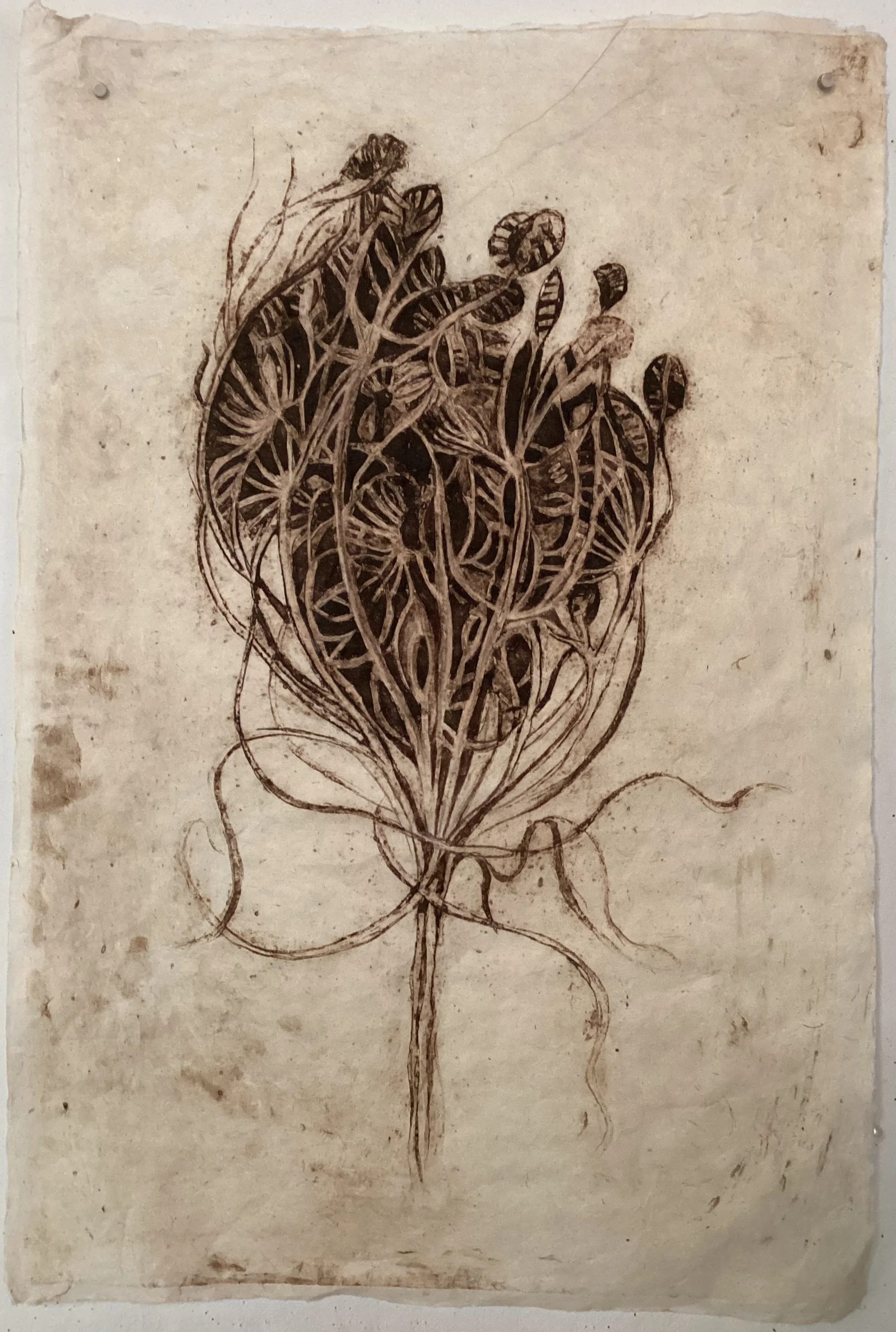 Wild Carrot9.jpg