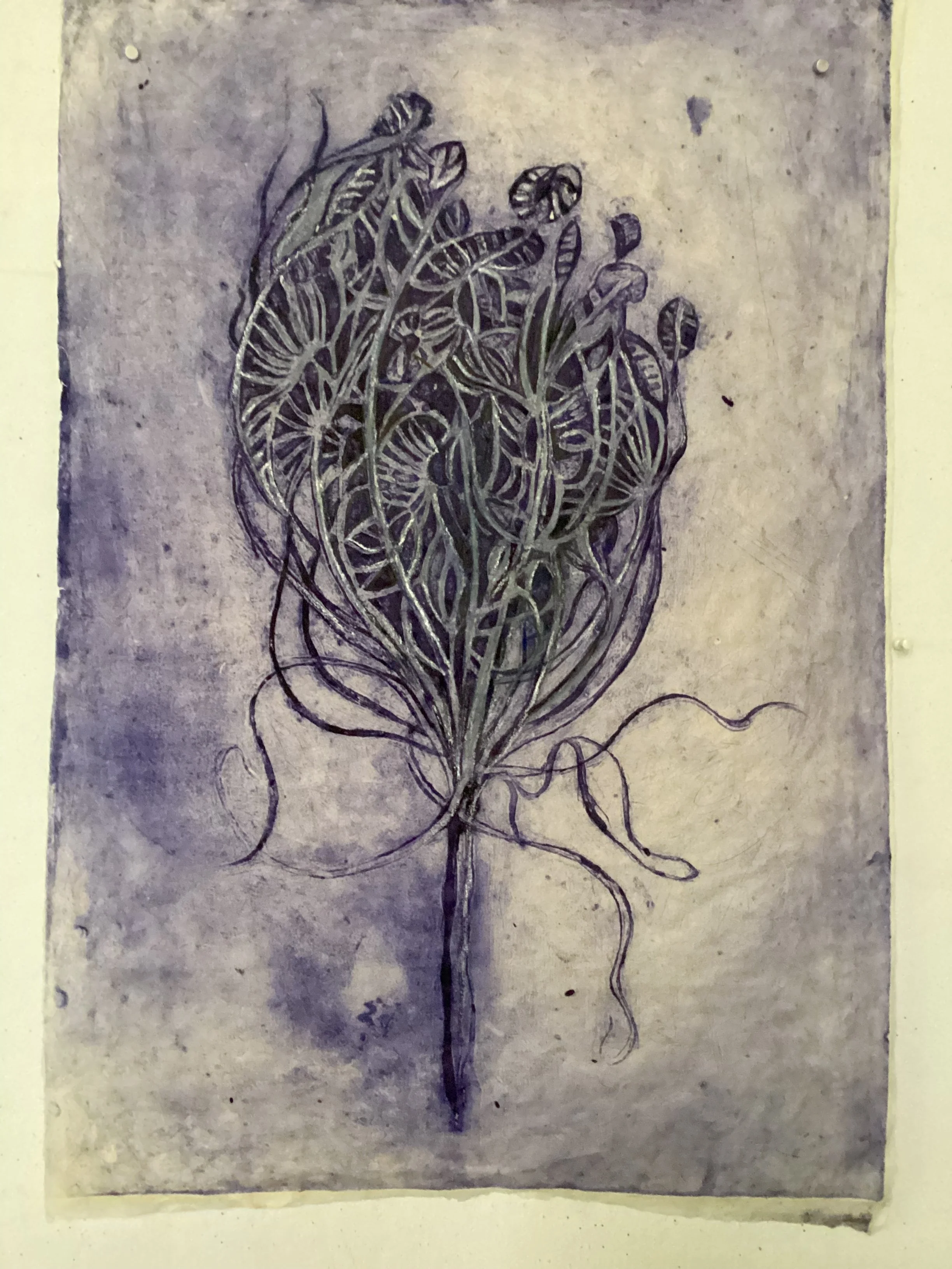 Wild Carrot6.jpg