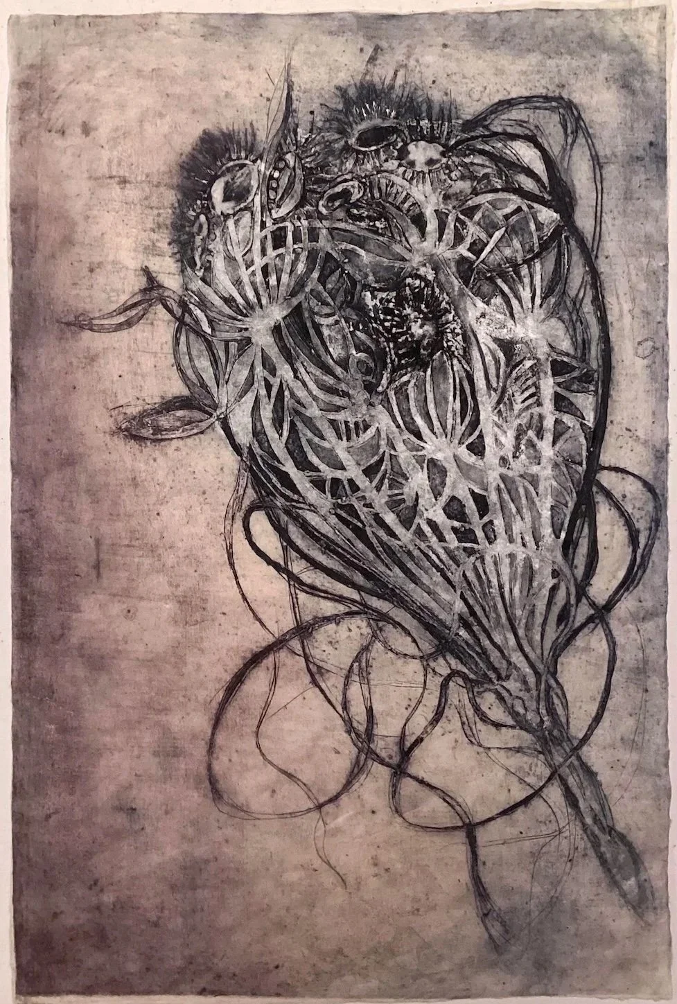 Wild Carrot 2