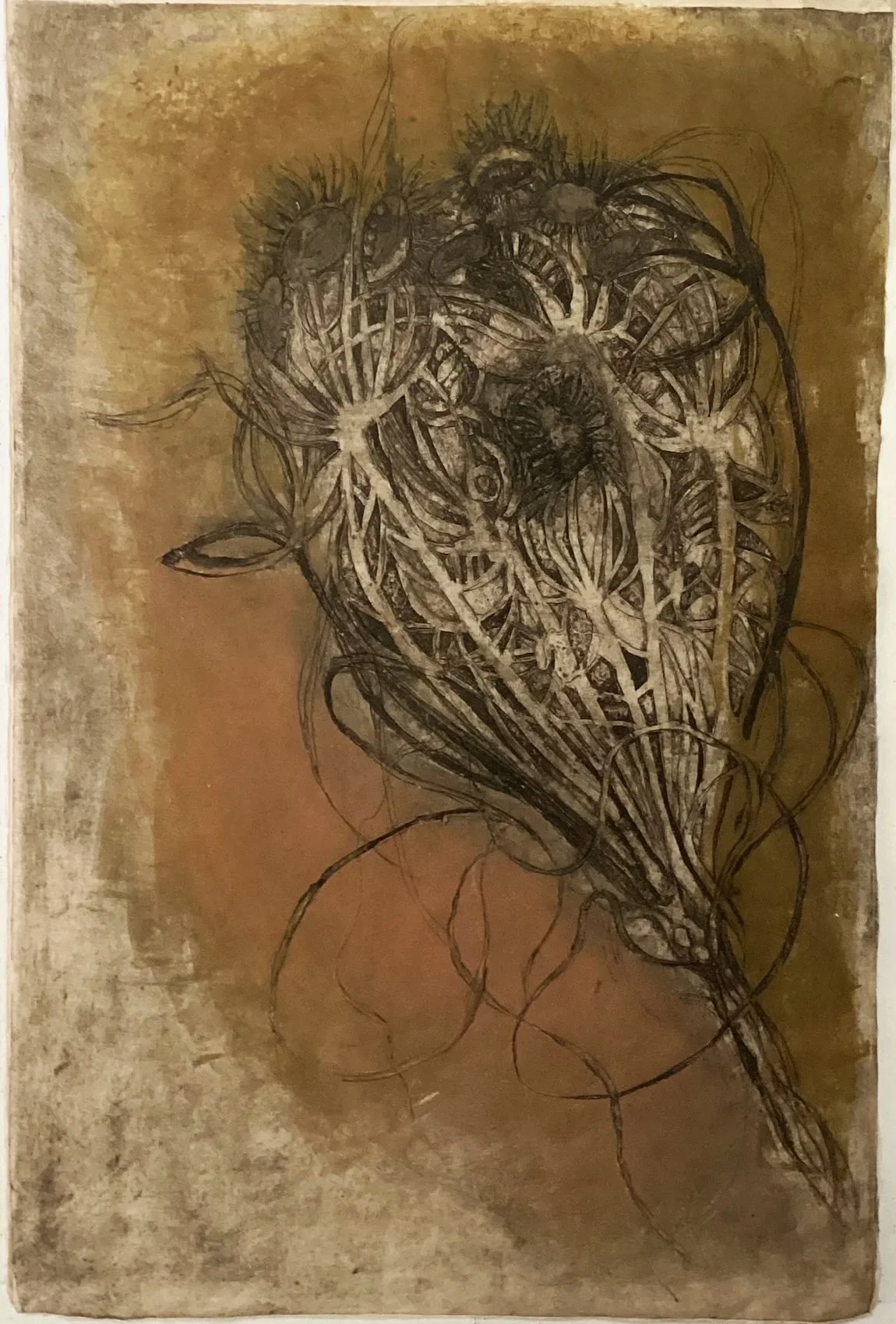 Wild Carrot 6