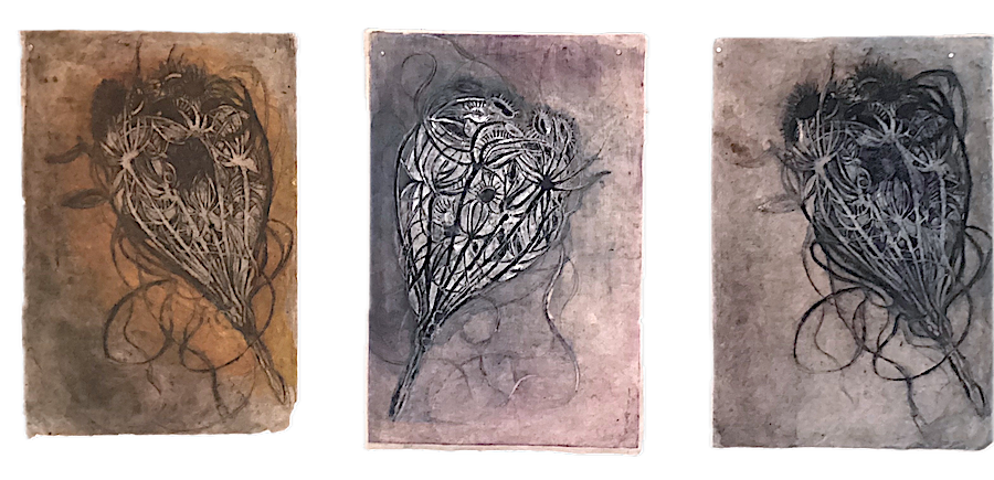 Wild Carrot Series