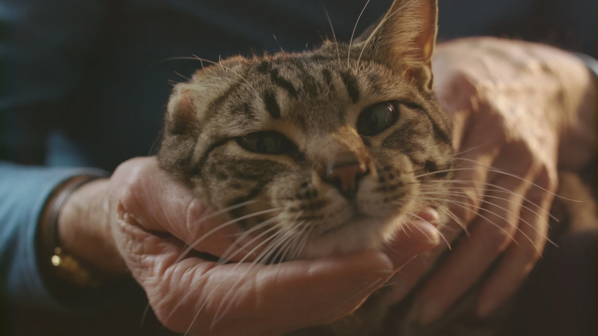 pete the cat chilin_1.171.1.jpg