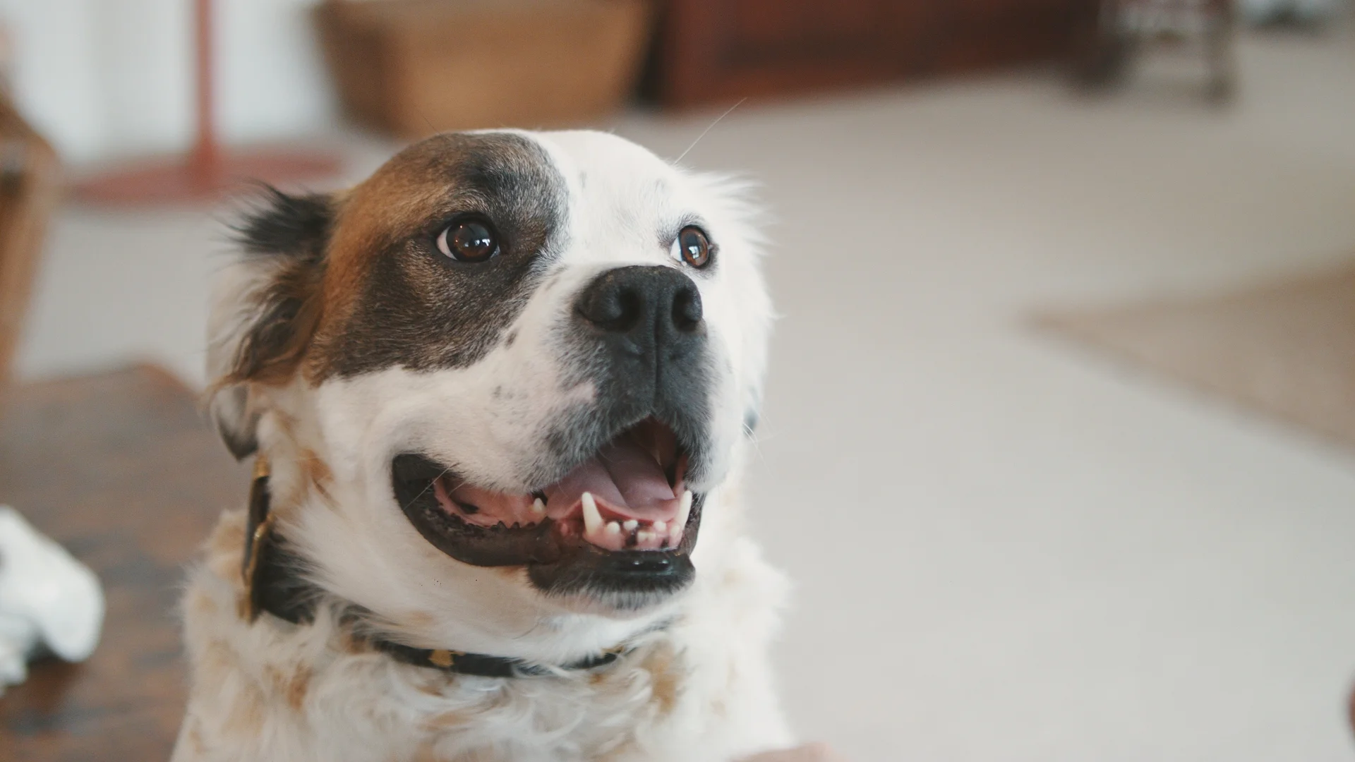 derby smiling_1.177.1.jpg