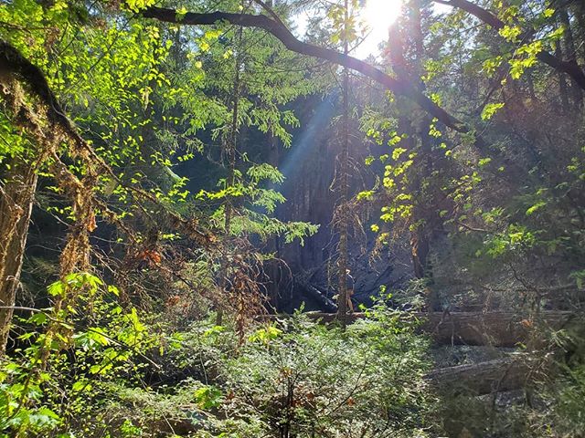 We love our woods around our rivers here in southern Oregon! #loveourforests #snkguideservice