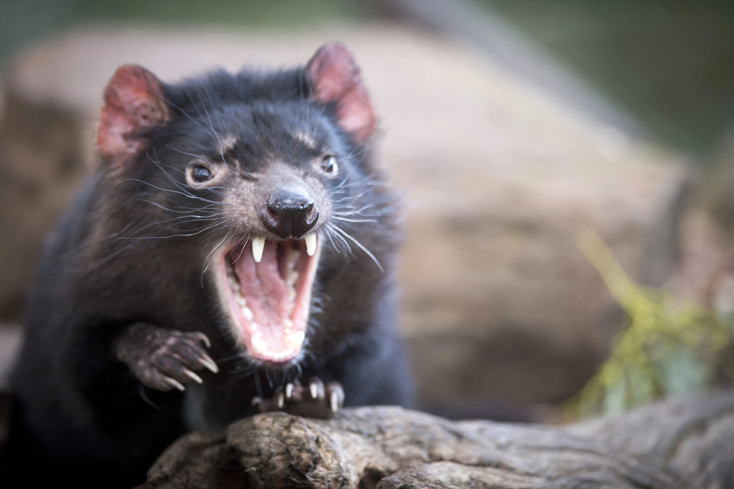 The Tasmanian Devil - our iconic animal.