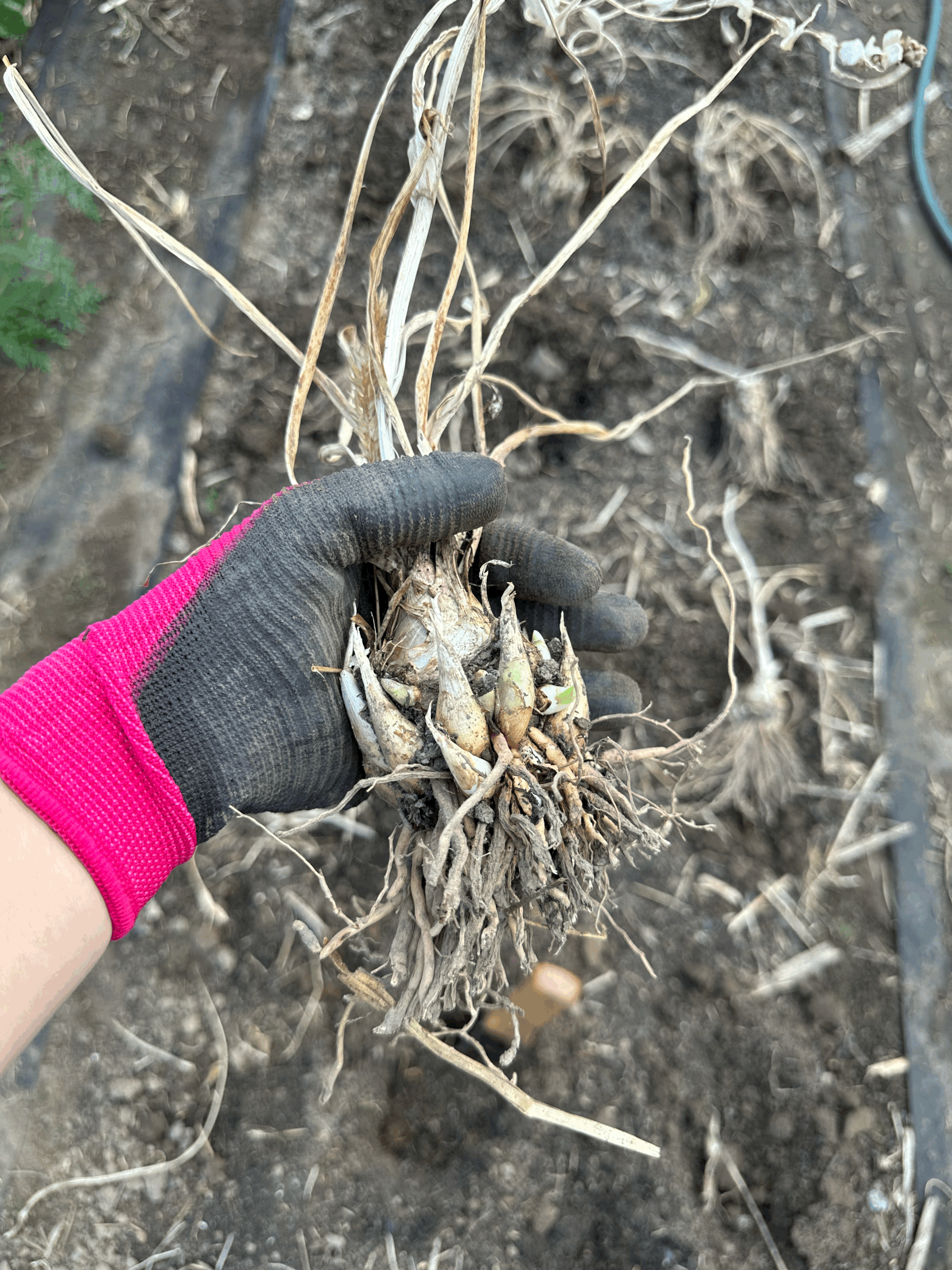 Tuberose Bulb - 10 pack