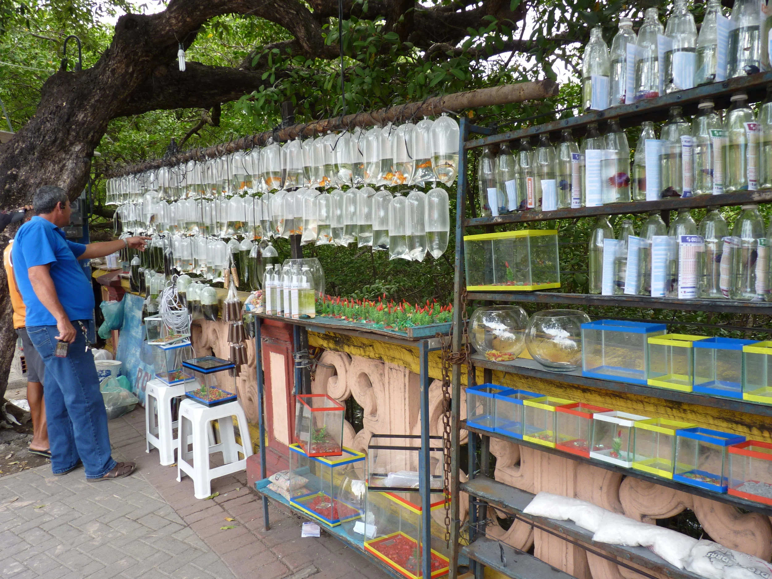 Market selling tropical fish