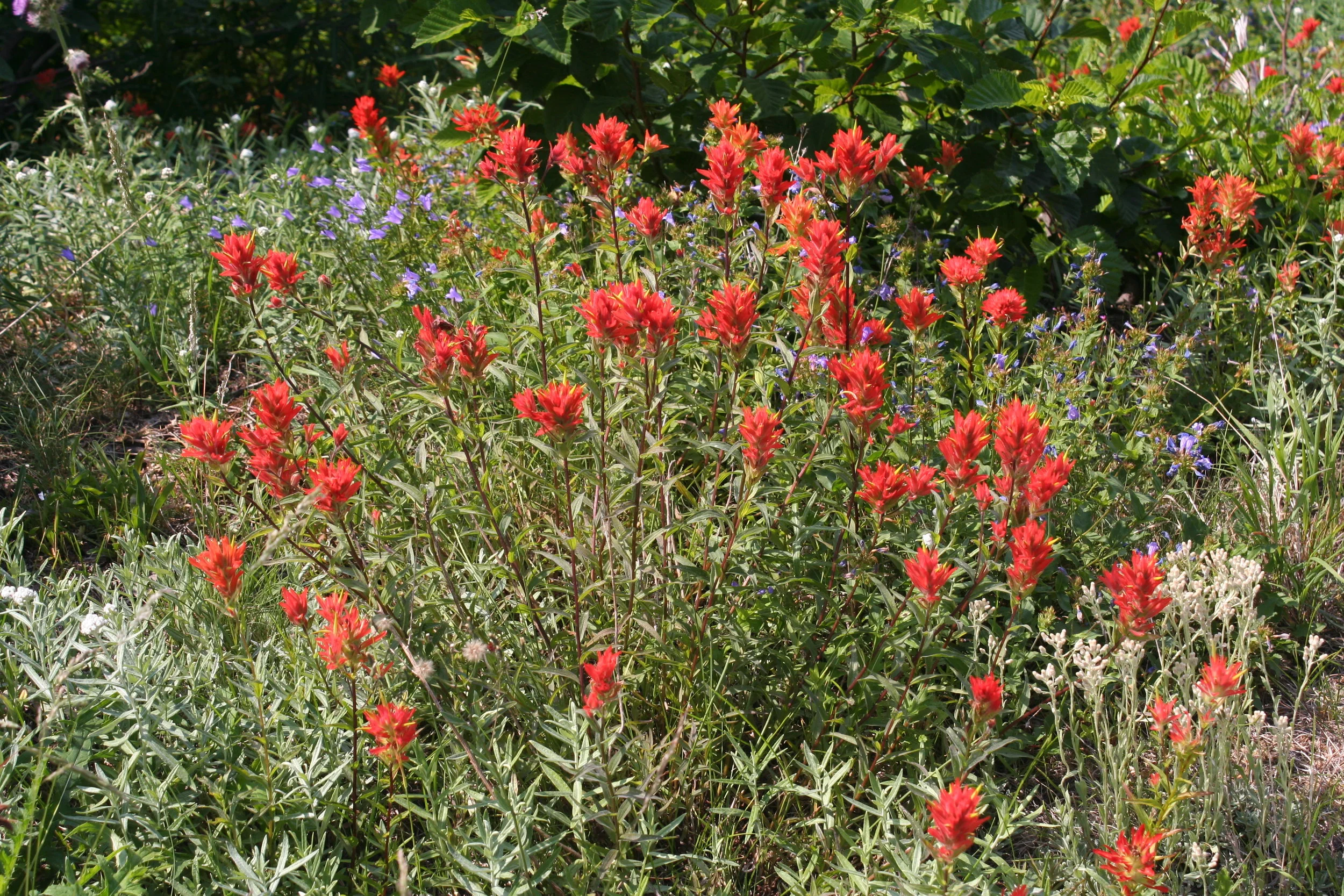  Abundant wildflowers 
