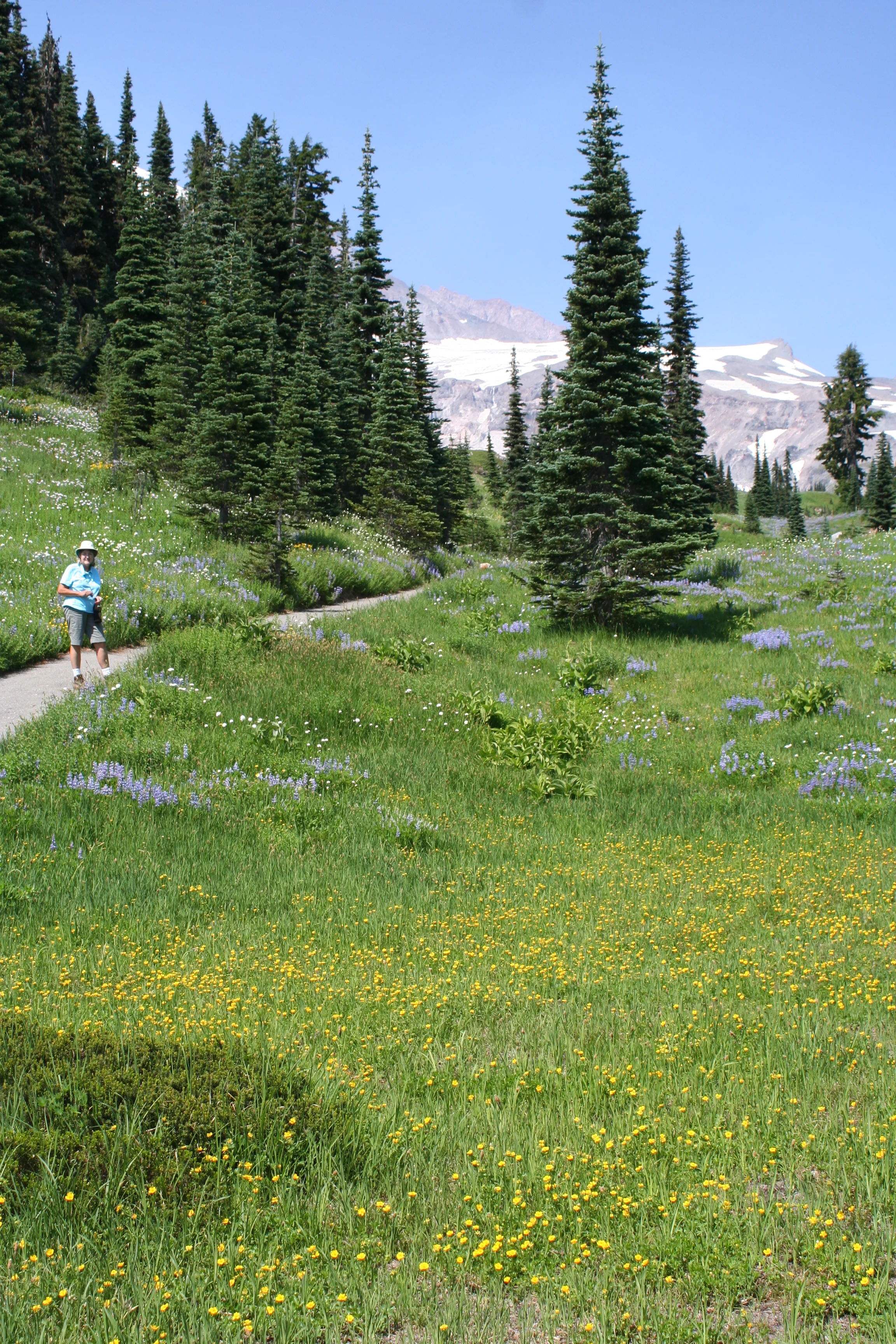  Flowers of all colors 