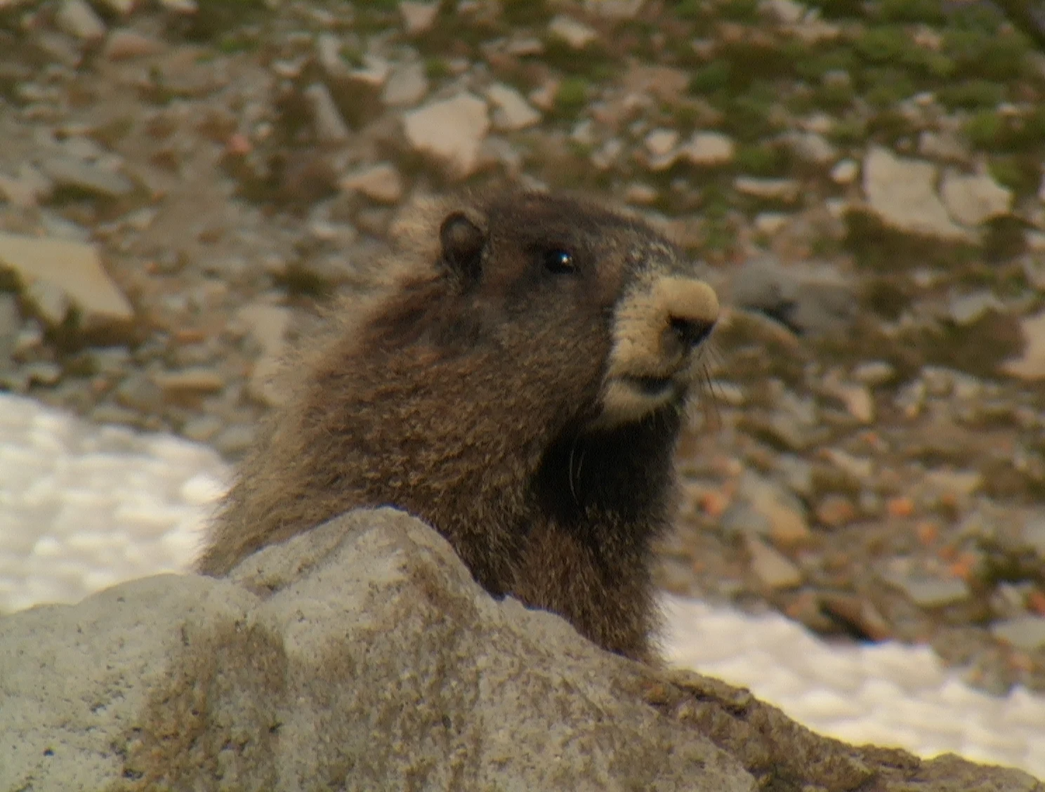  Mt Rainier Marmot 